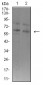 Mouse Monoclonal Antibody to ASH2L